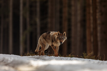 male Eurasian wolf (Canis lupus lupus) Vigilant at the edge of the woods