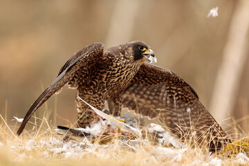 female Peregrine falcon (Falco peregrinus) protects the pigeon she has caught