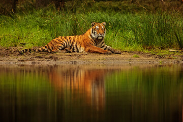 Siberian tiger (Panthera tigris tigris) resting on the bank in front of the grass