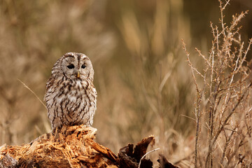 male tawny owl (Strix aluco) is masked with a background, mimicry