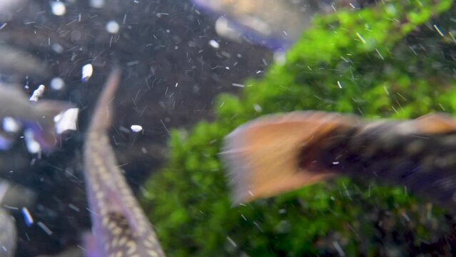 サケ目サケ科イワナ属のゴギ