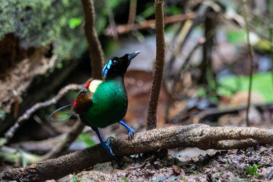 Wilson's bird-of-paradise or Diphyllodes respublica seen in Waigeo in West Papua
