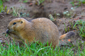 The black-tailed prairie dog (Cynomys ludovicianus), Animal eats green grass, Theodore Roosevelt National Park, North Dakota