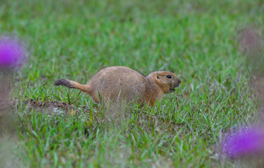 The black-tailed prairie dog (Cynomys ludovicianus), Theodore Roosevelt National Park, North Dakota
