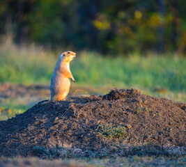 The black-tailed prairie dog (Cynomys ludovicianus) watching near an underground hole, Theodore Roosevelt National Park, North Dakota