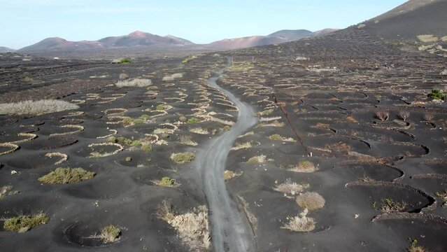 Aerial bird view of Malvasia grapes growing in topsoil covered in lapilli in La Geria Lanzarote the low curved walls protect the vines from the constant drying wind 4k high resolution quality