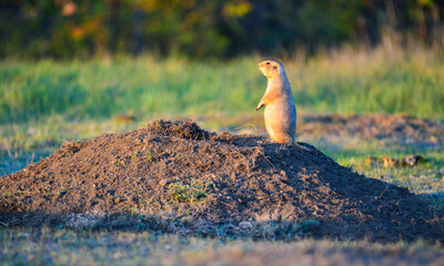 The black-tailed prairie dog (Cynomys ludovicianus) watching near an underground hole, Theodore Roosevelt National Park, North Dakota