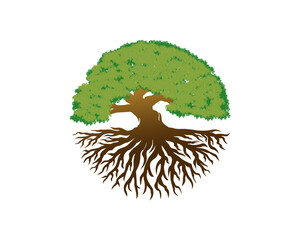 green tree with root logo