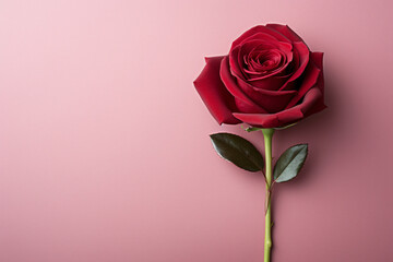Single red rose in front of pink background with copy space