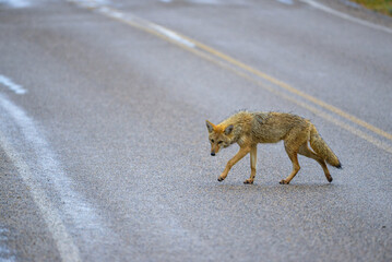 The coyote (Canis latrans), the animal came out onto the road, Theodore Roosevelt National Park, North Dakota