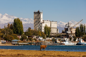 orange cow is grazing in front of old abandoned soviet Port Balykchy on Issyk-Kul lake at sunny...