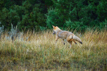 The coyote (Canis latrans), animal hiding in thickets of green plants, Theodore Roosevelt National Park, North Dakota