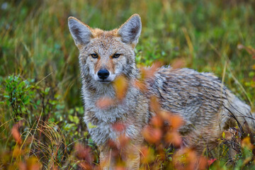 Obraz premium The coyote (Canis latrans), animal hiding in thickets of green plants, Theodore Roosevelt National Park, North Dakota
