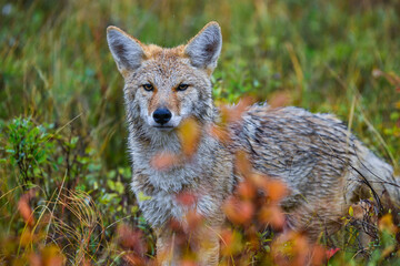 The coyote (Canis latrans), animal hiding in thickets of green plants, Theodore Roosevelt National...