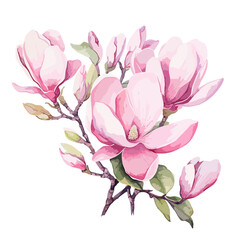 magnolia flowers watercolor pink beautiful art artwork illustration, Blooming magnolia branch. Watercolor illustration. pink Magnolias. Hand drawn isolated. Botanical flowers