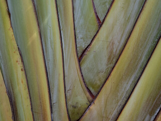 Background of green trunk close up