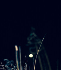 Blue colored night macro landscape with full moon and grass in the foreground.