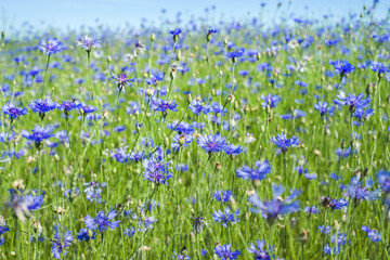  Summer landscape with bright blooming cornflowers in the field. Cornflowers flowers against the sky.