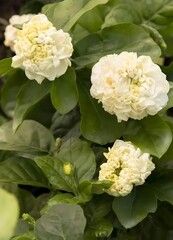 This is a close-up image of a Sweet Fragnance Jasmine also known as The Grand Duke of Tuscany with a green background.