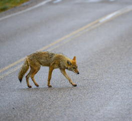 The coyote (Canis latrans), the animal came out onto the road, Theodore Roosevelt National Park, North Dakota