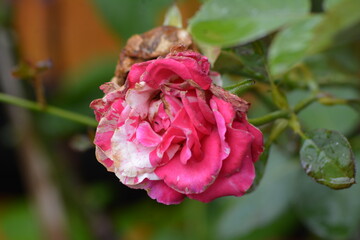 photo of roses blooming in winter
