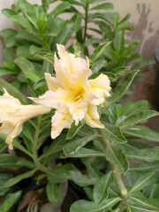 Close-up Shot of a Blooming Adenium Obesum Pie in full blossom photographed during the daytime in the nursery