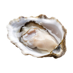 Fresh oyster. Opened Oysters isolated on white background