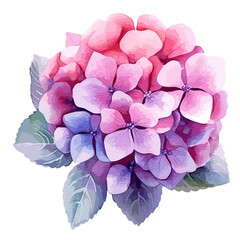 Illustration of pink and purple hydrangea, isolated on white background, vector illustration, hand drawn vector hydrangea on white background