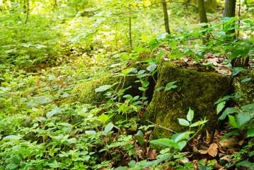 Vegetation in a thicket of deciduous forest in summer