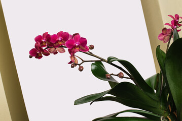 Blooming burgundy orchid plant with abstract background