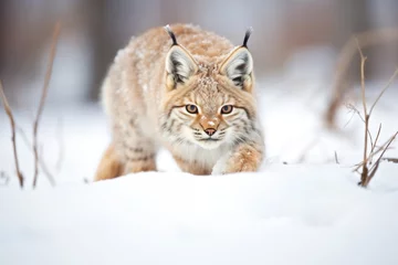 Fotobehang lynx crouching in snow hunting pose © primopiano