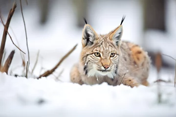  lynx crouching in snow hunting pose © primopiano