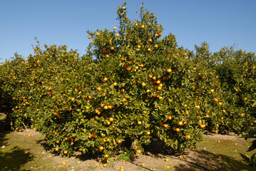 Fototapeta na wymiar Orange orchard, Alicante Provincee, Spain