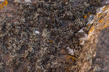 imagen detalle textura piedra con grietas y rugosidades 