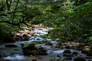 Green forest mountain creek in national park of Abkhazia, New Athos.