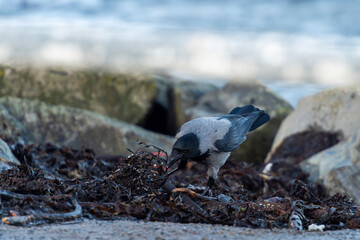imagen de un cuervo negro y gris buscando comida entre las piedras con el mar de fondo