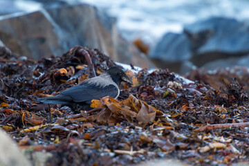imagen de un cuervo entre las rocas y los desperdicios, buscando comida 