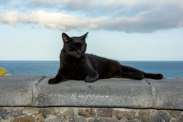 A black cat with closed eyes on a wall with a blue sky and sea