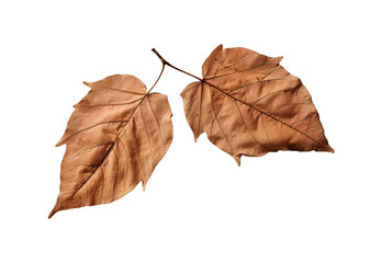 dry_leaves