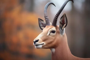 Fotobehang roan antelope with distinctive facial markings © primopiano