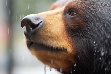 close-up on sun bear fur with water droplets