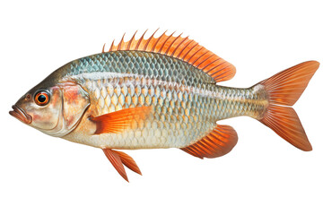 Obraz premium Tilapia fish Isolated on transparent background
