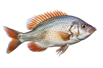 Tilapia fish Isolated on transparent background