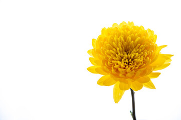 黄色の菊
