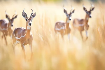 Foto op Plexiglas antelope herd running through tall grass © primopiano