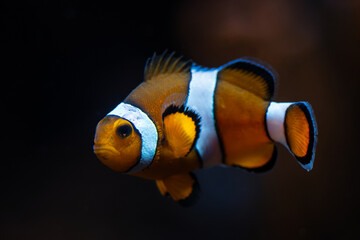Clown Anemonefish - Amphiprion ocellaris, small beautiful colored ocean fish from Asian and Australian ocean reefs, Australia. - obrazy, fototapety, plakaty