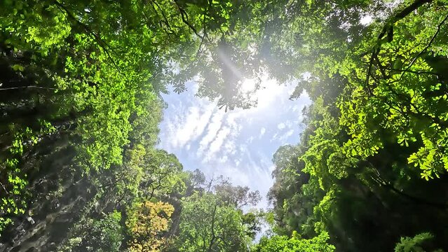 Down top view of forest canopy revealing romantic love heart made by the trees vegetation leaves and branches symbol for for example Valentine's Day also showing bright blue sky in background 4k