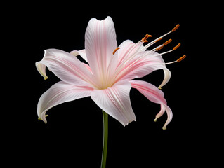 Lily flower in studio background, single lily flower, Beautiful flower images