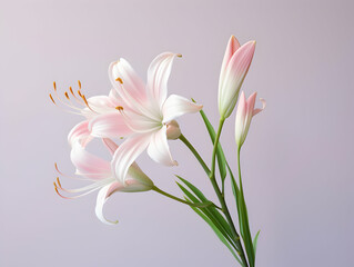 Naklejka premium Lily flower in studio background, single lily flower, Beautiful flower images