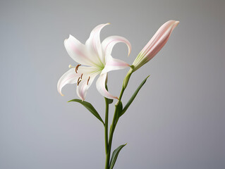 Lily flower in studio background, single lily flower, Beautiful flower images